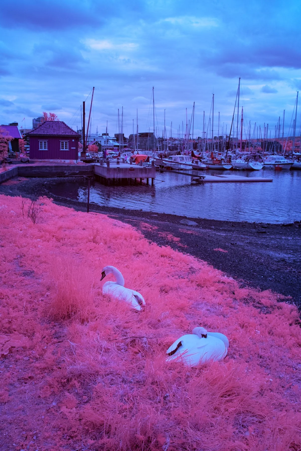 Zwei Vögel auf einer pinkfarbenen Wiese vor einem Bootshafen.
