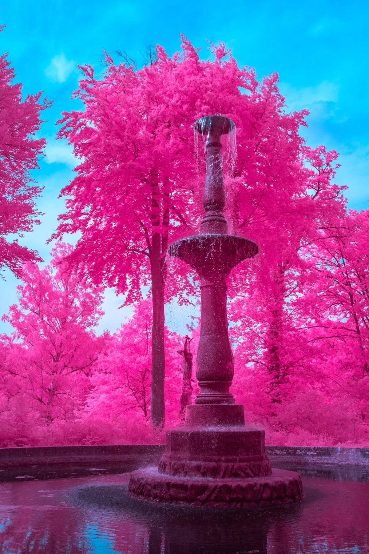 Steinerner Brunnen vor pinkfarbenen Bäumen.