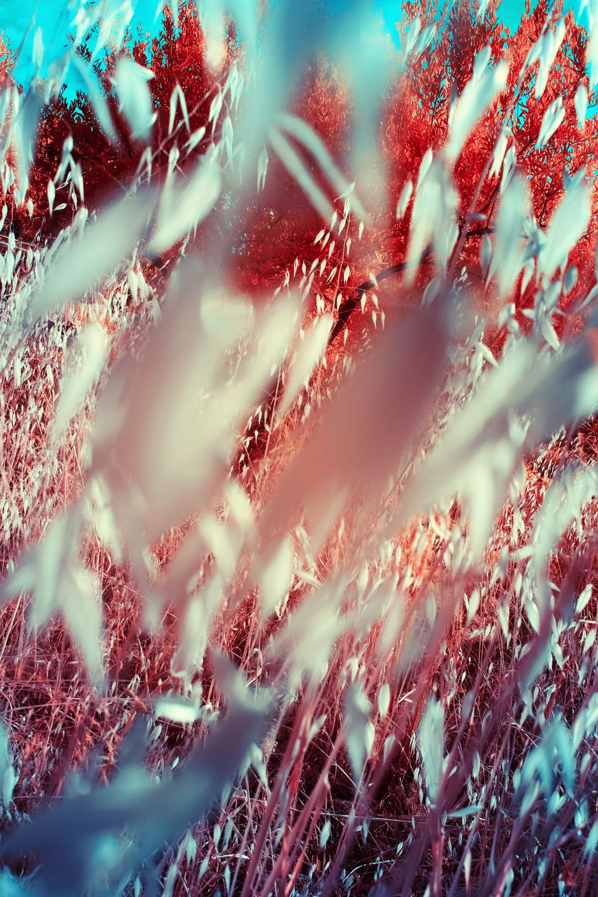 Abstract close-up of moving plants in red and white.