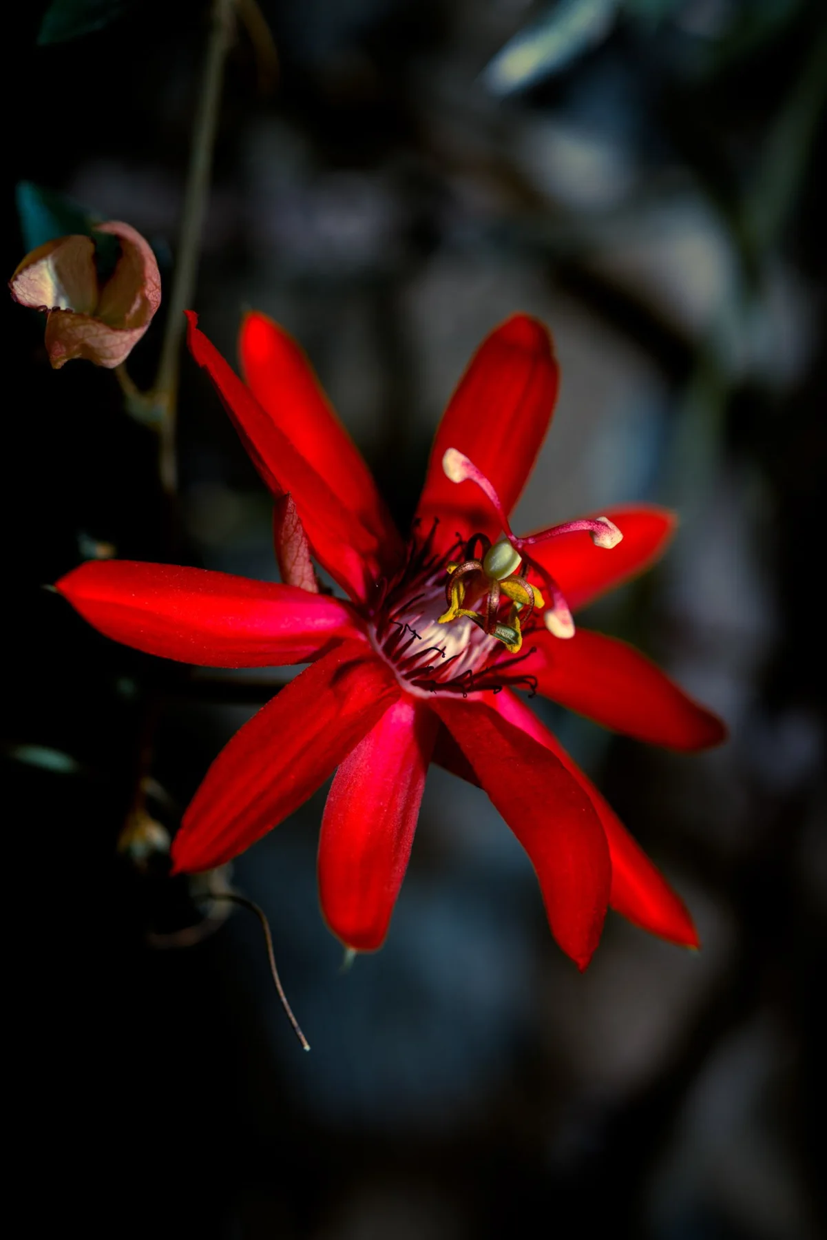 Gros plan d’une fleur rouge aux longs pétales et aux étamines claires.