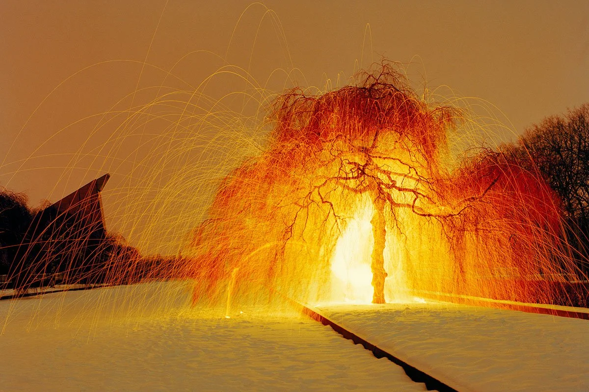 A tree in frozen water surrounded by firework sparks
