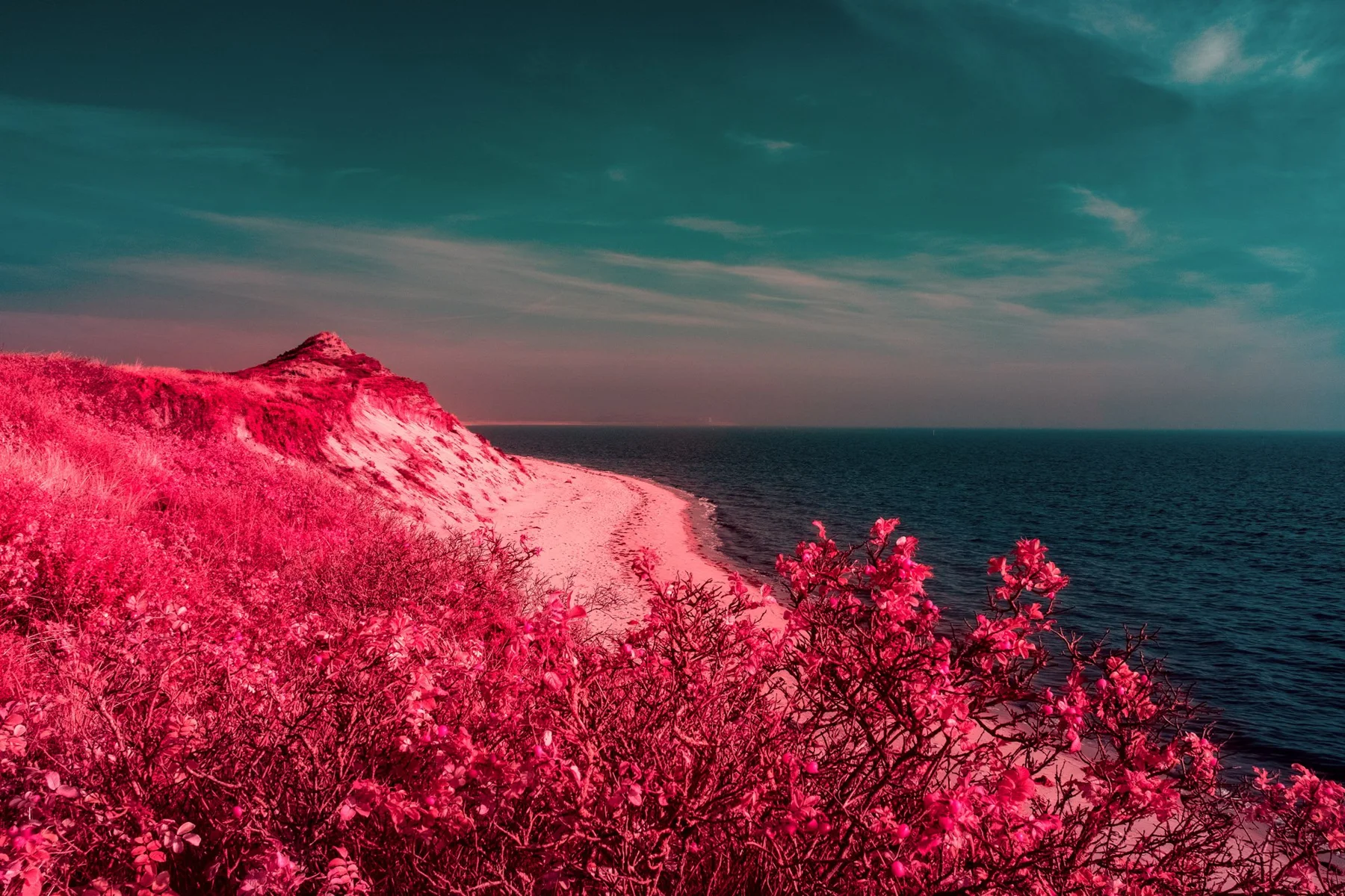 Rot gefärbte Dünenvegetation an einer Steilküste.