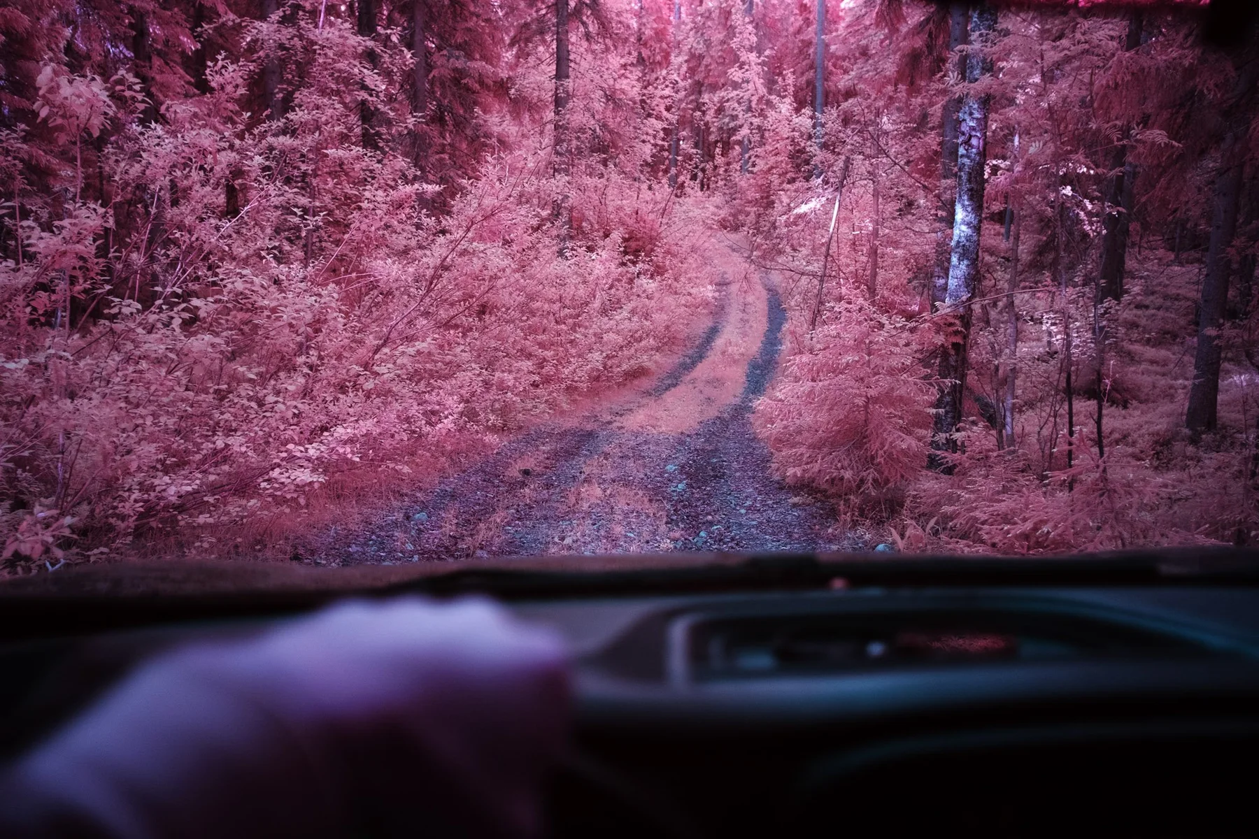 View from a car on a forest road.