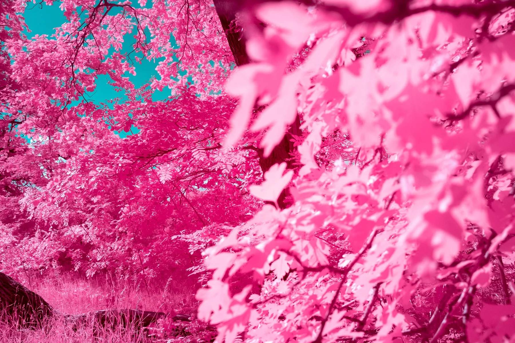 Dichtes pinkfarbenes Blattwerk.