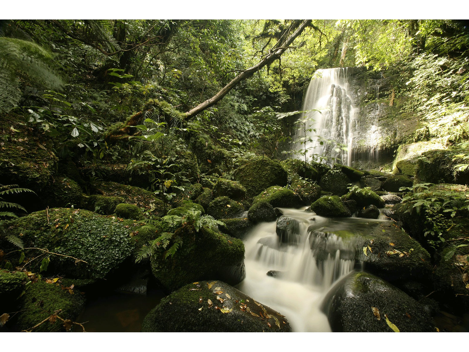 Wasserfall im regenwald, Neuseeland