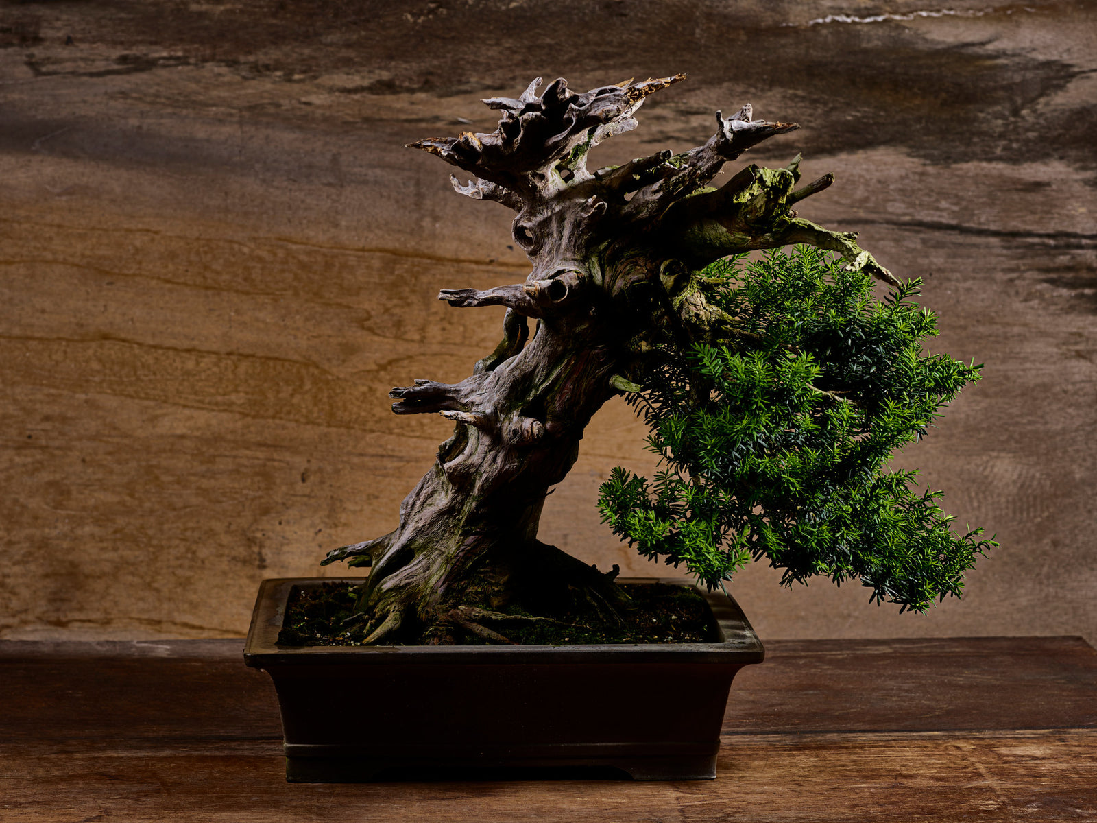 Bonsai, Japan