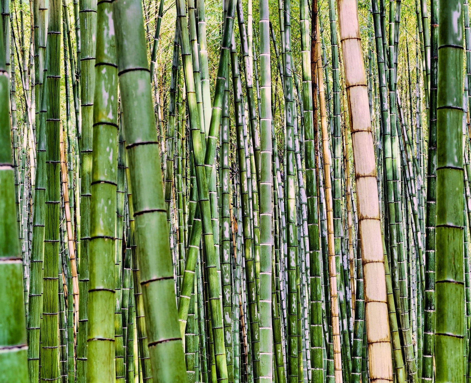 Bamboo After The Rain