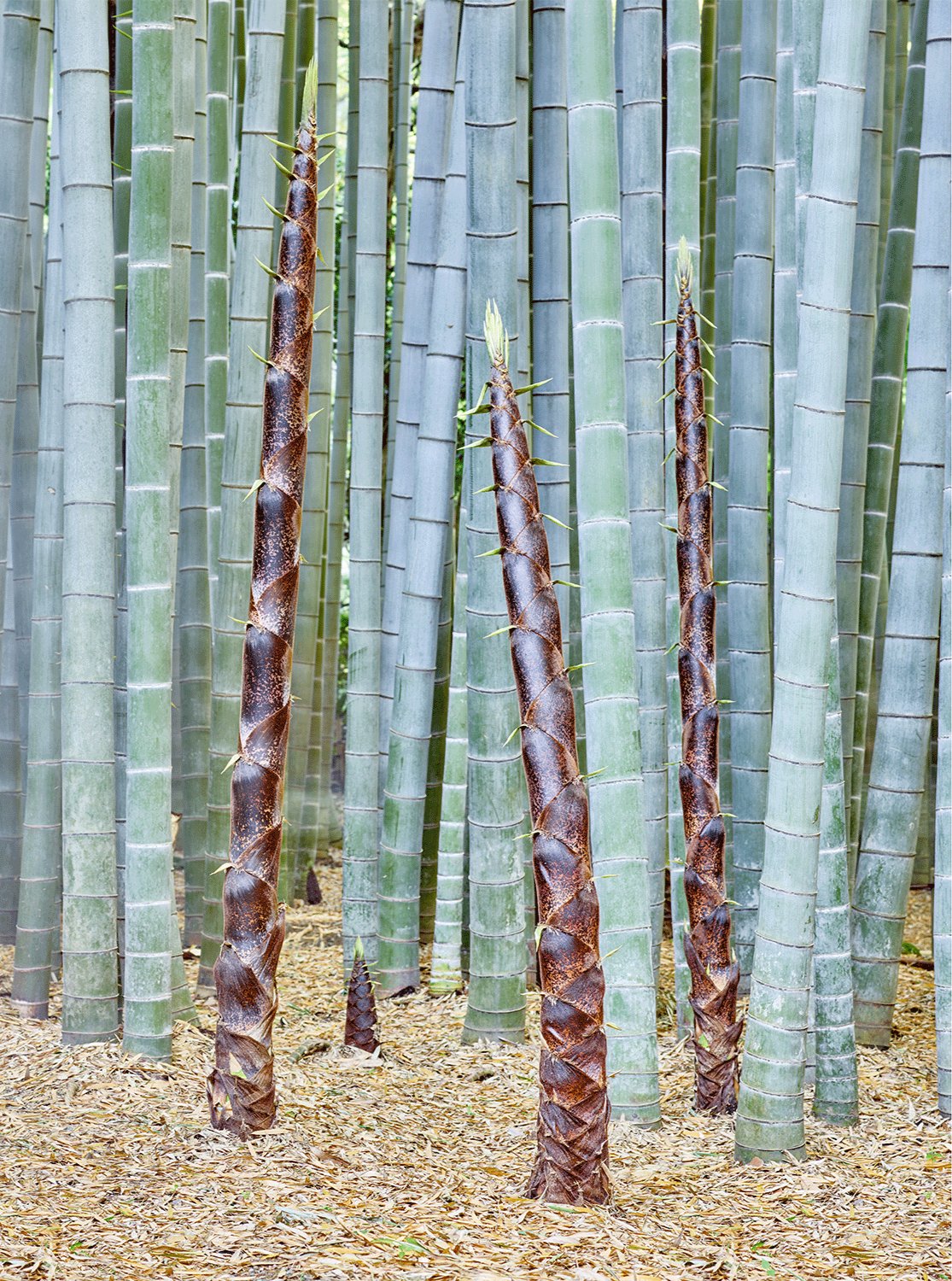 Jade bamboo, Japan
