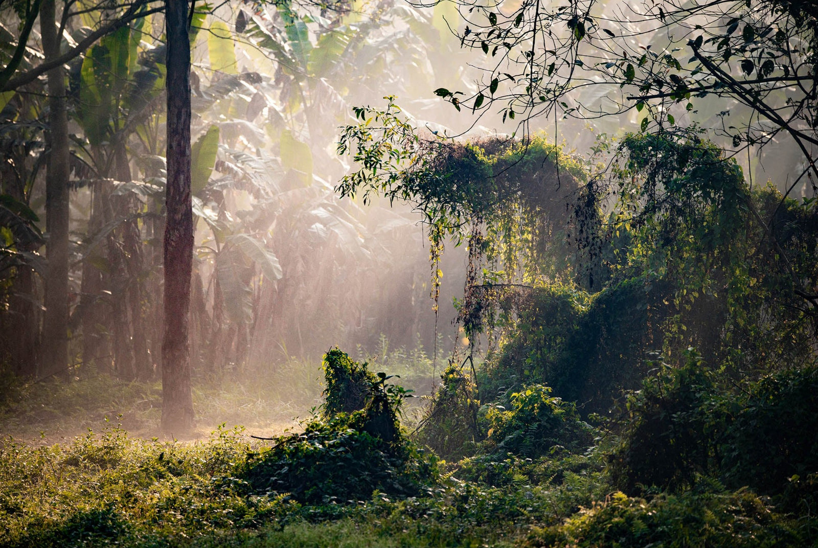 Dschungle west bengal 3, Indien
