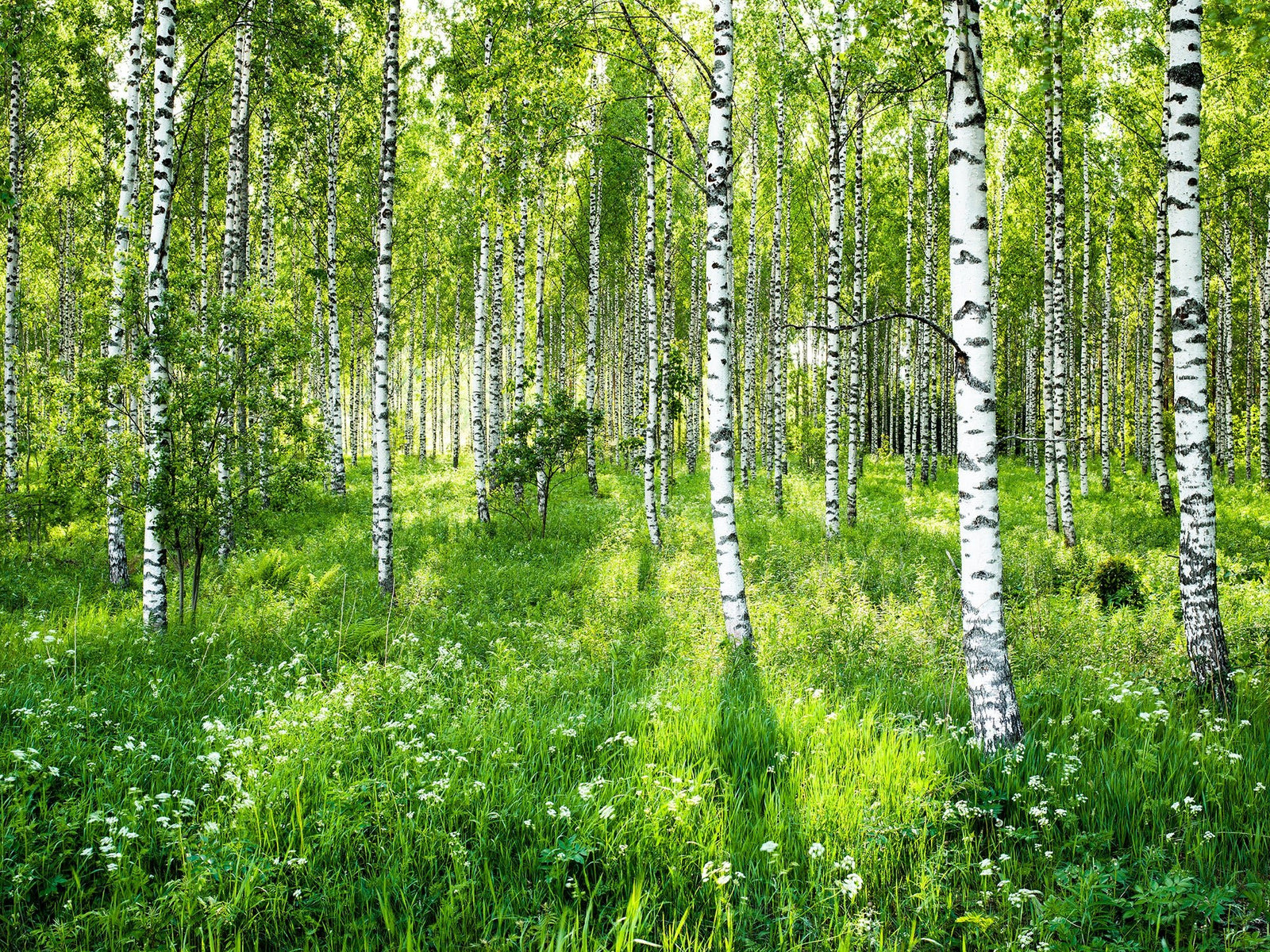 Soft light birch forest, Finnland