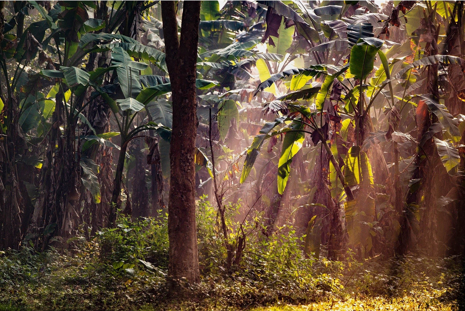 Dschungle west bengal 2, Indien