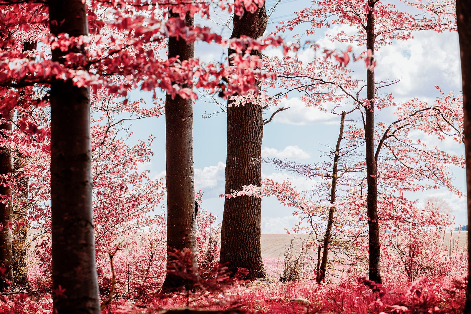 Beech forest in bavaria, Deutschland
