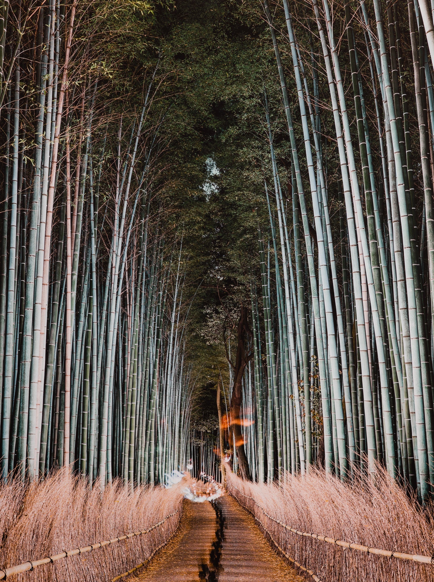 Arashiyama bamboo, Japan
