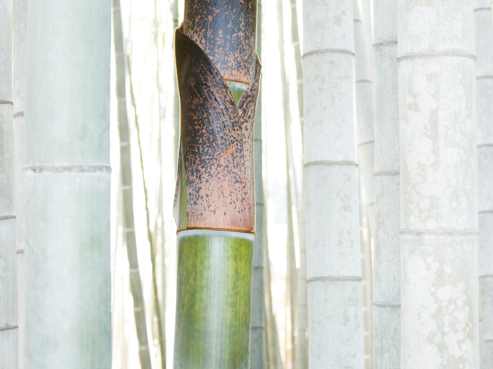 White Bamboo 3, Japan