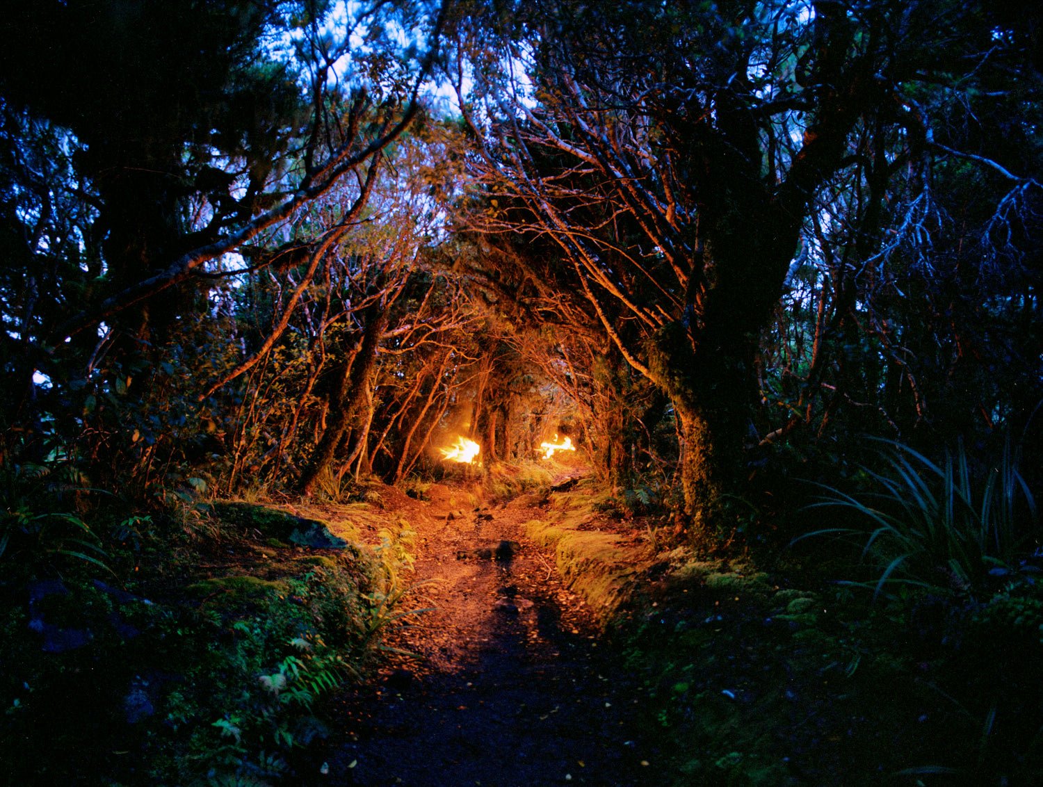 Rainforest II, Neuseeland