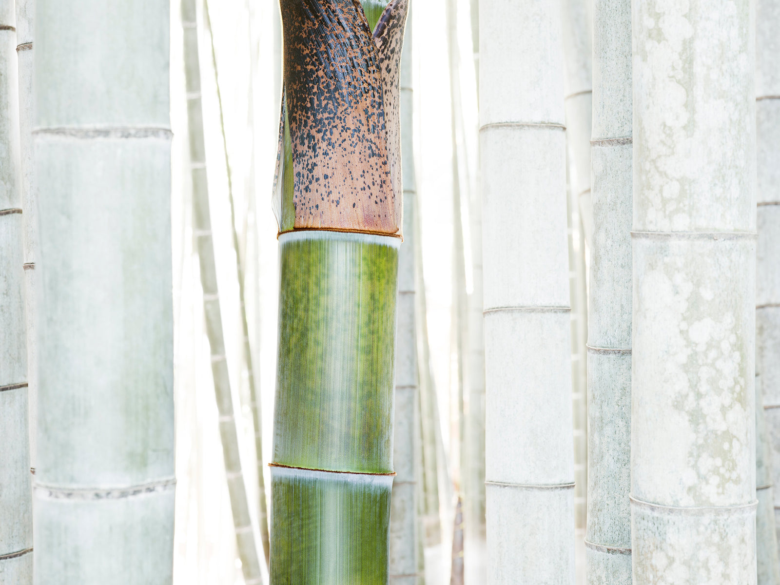 White bamboo 1, Japan