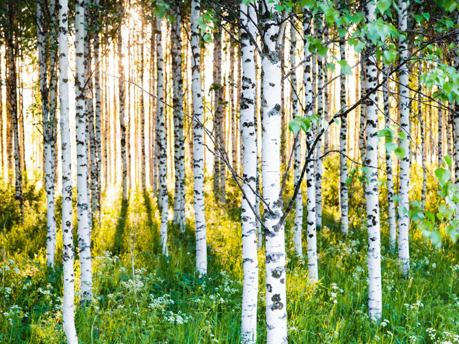 Atmospheric birch forest 3, Finnland