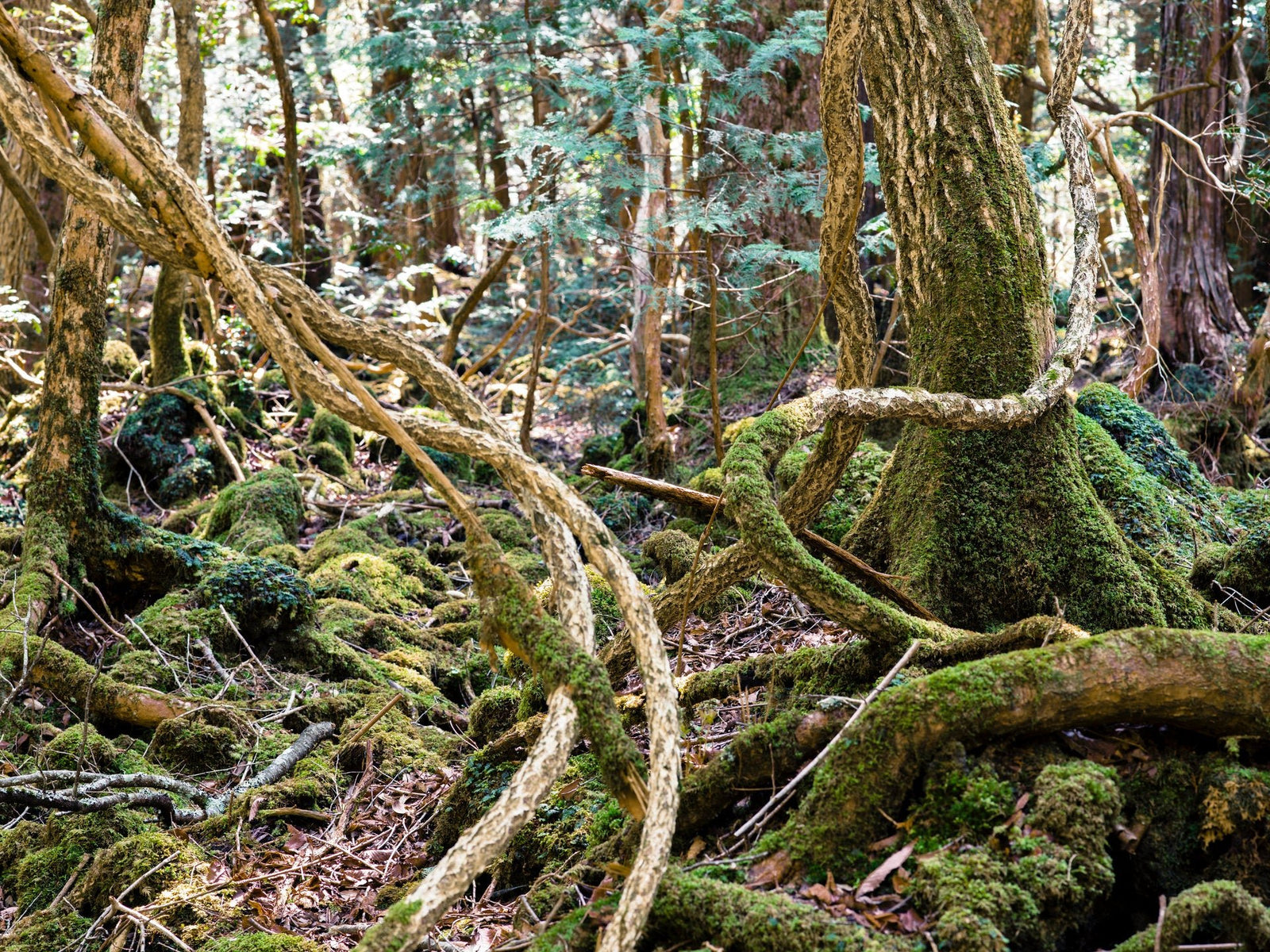 Aokigahara Forest 4, Japan