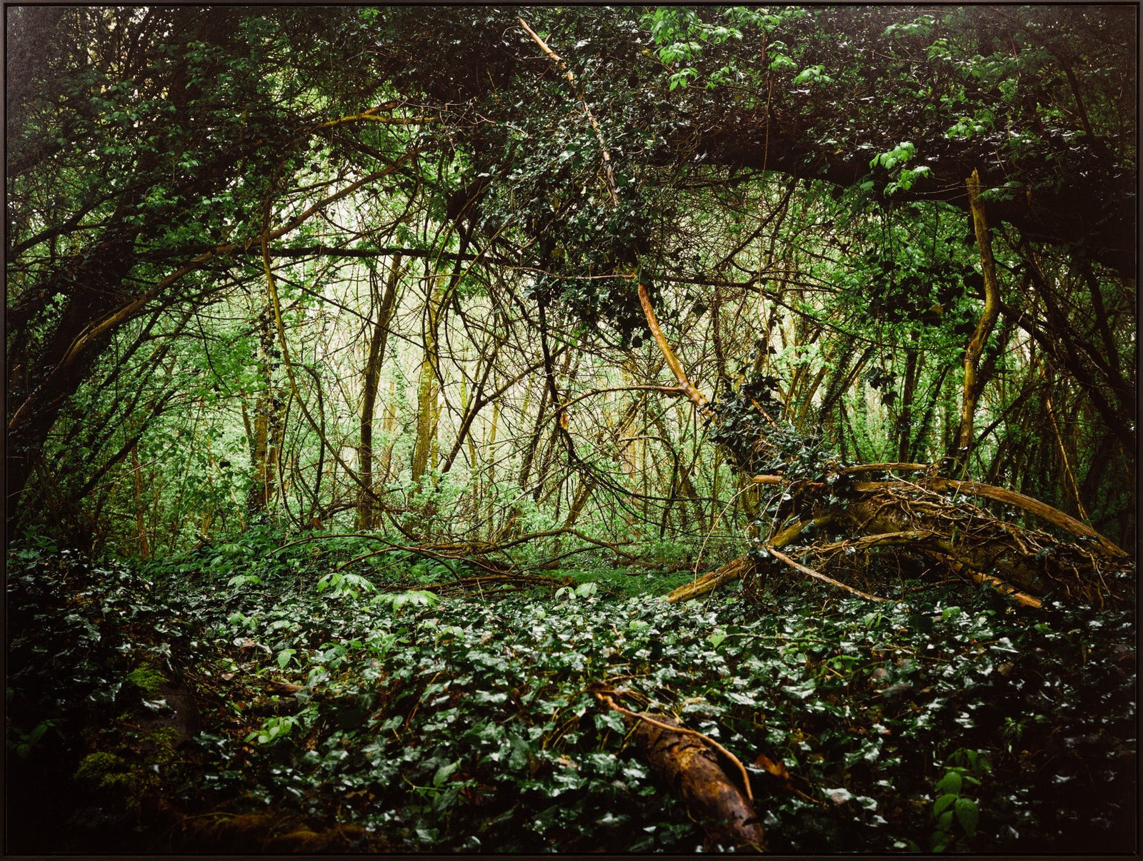 Deutscher wald, Deutschland