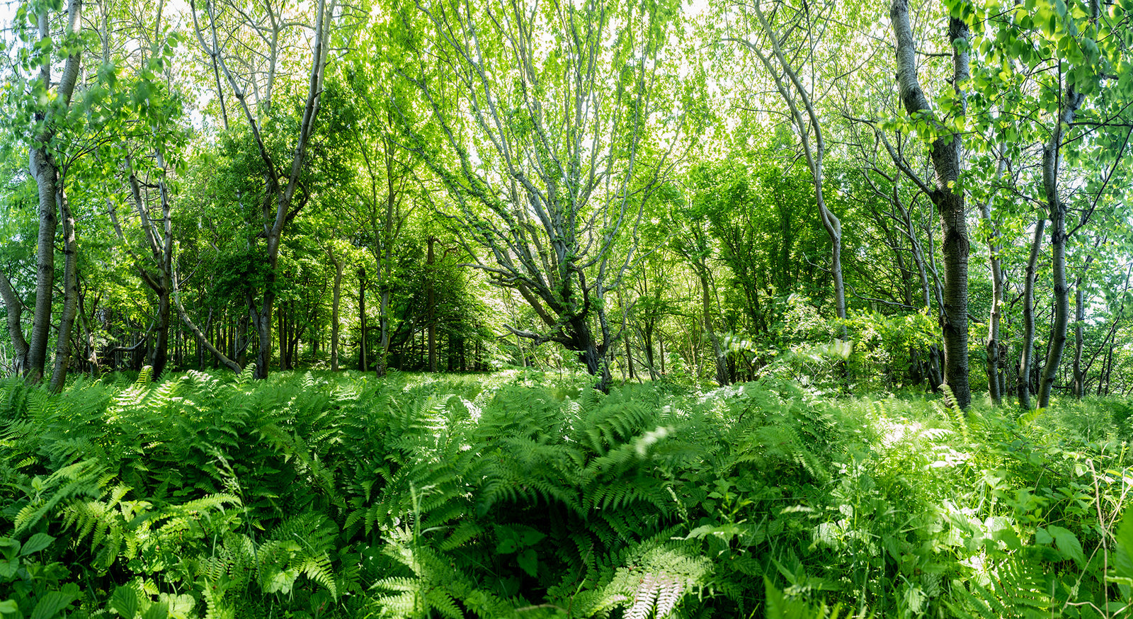 Fairytale forest, Deutschland