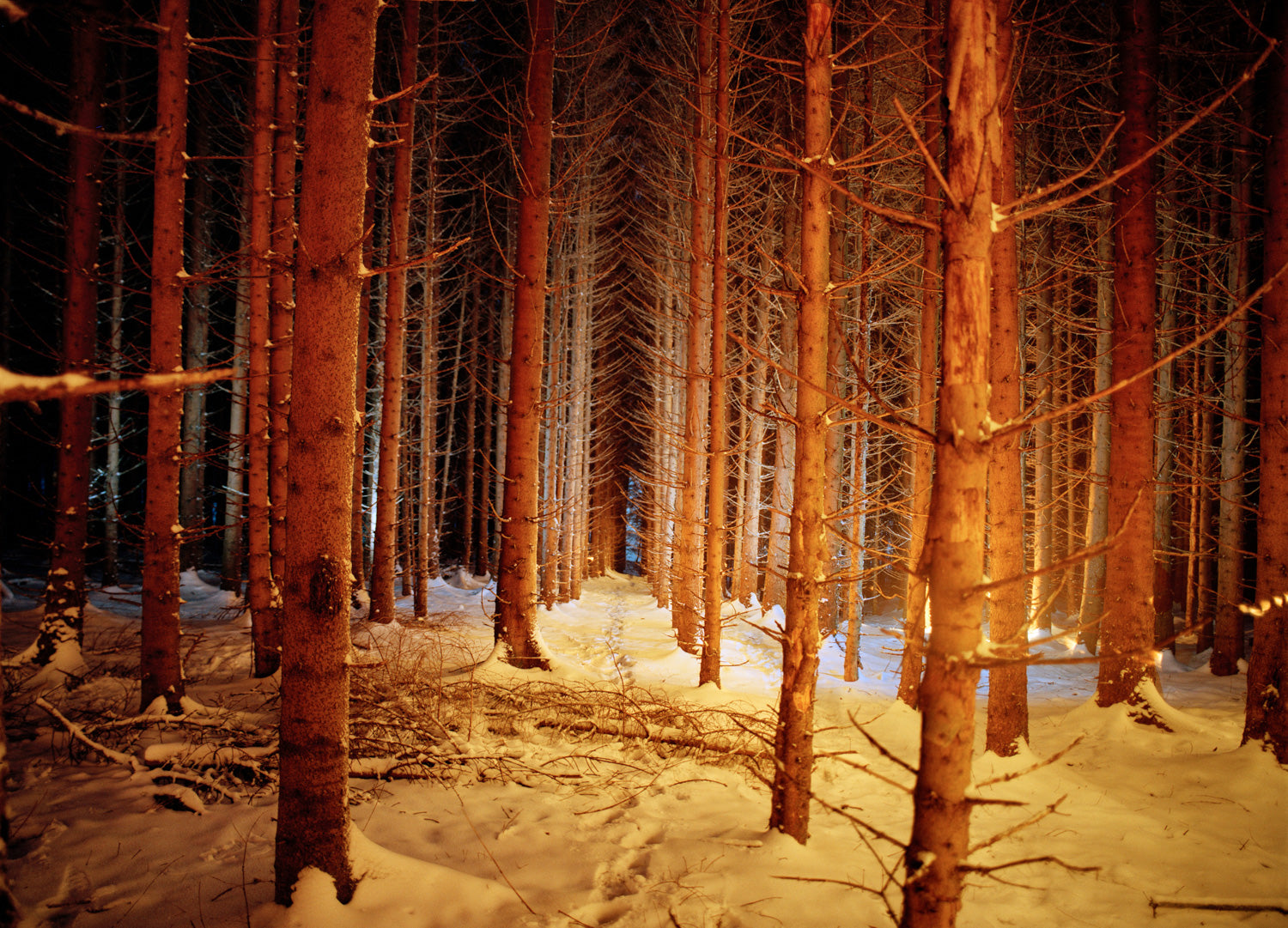 Night Walk in the Forest