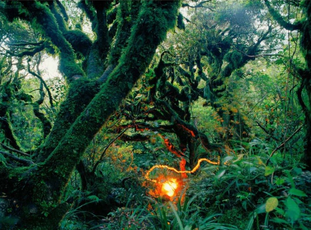 Rainforest 3, New Zealand