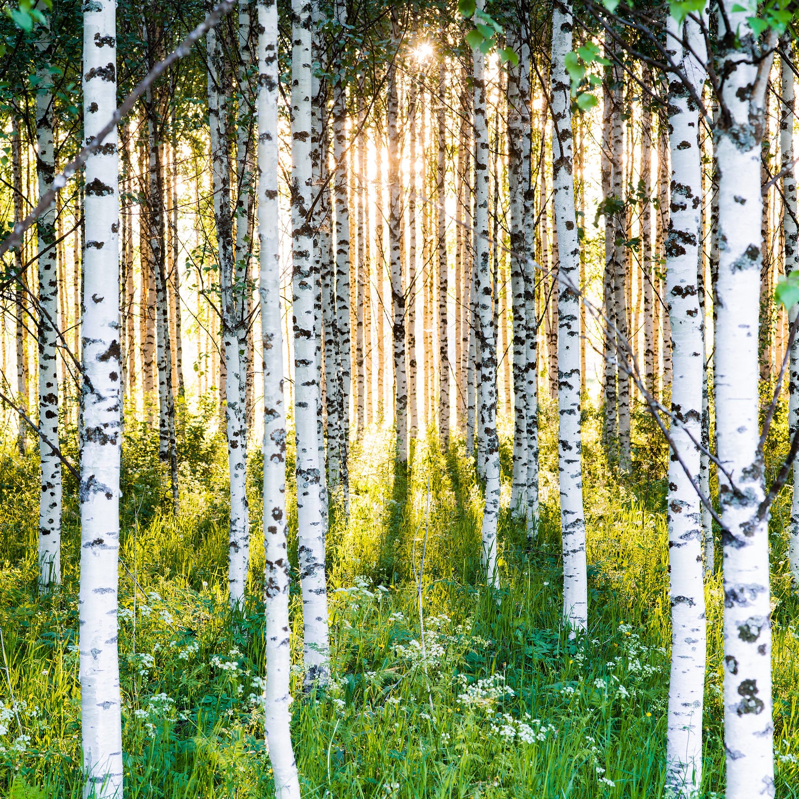 Atmospheric birch forest 2, Finnland
